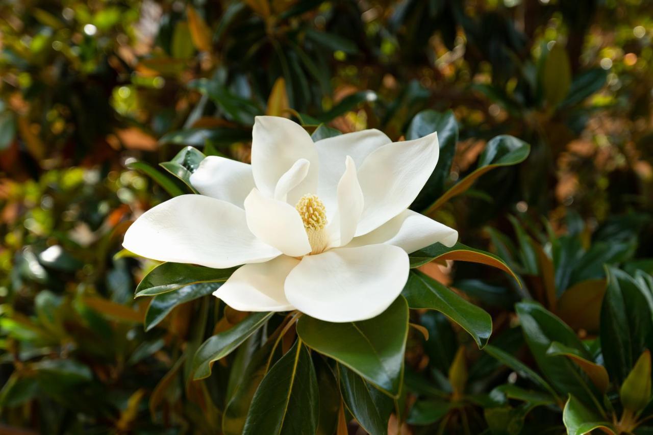 Borghese Magnolia *